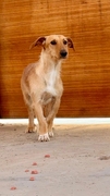 MUSHU Imagen 1